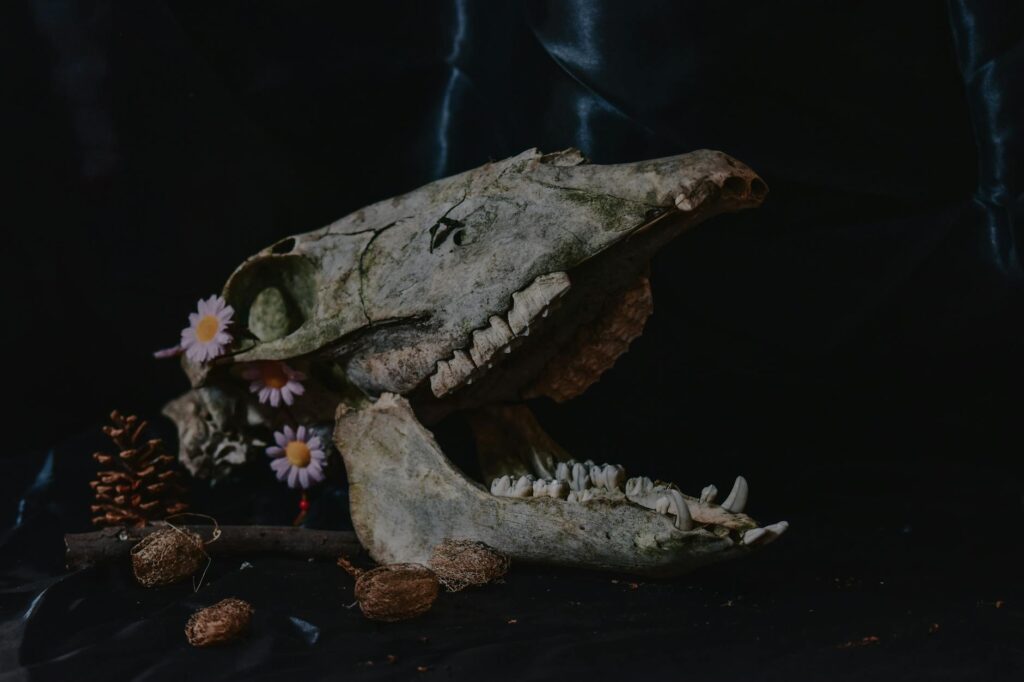 Atmospheric display of a crocodile skull adorned with daisies and pinecones. - 400-Pound Alligator Pepe 'Detained' as Dinosaur in NC