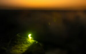 Adobe Firefly Is Here – Unlock AI Image Magic in Seconds!