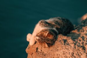 Adobe Just Supercharged Your iPhone Photos – For Free! (Here’s How)