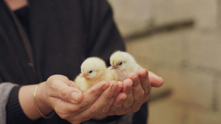 Against All Odds: Ducks Make a Triumphant Return to This Farm!