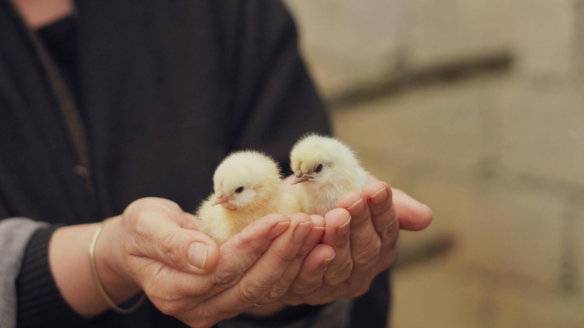 Against All Odds: Ducks Make a Triumphant Return to This Farm!