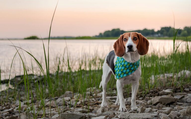 All I See Is Those Dog Eyes — Town Leader Accused of Strangling Helpless Retriever
