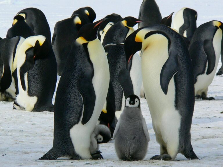 Antarctica’s Emperor Penguins Vanishing – Shocking Satellite Data Reveals Why!