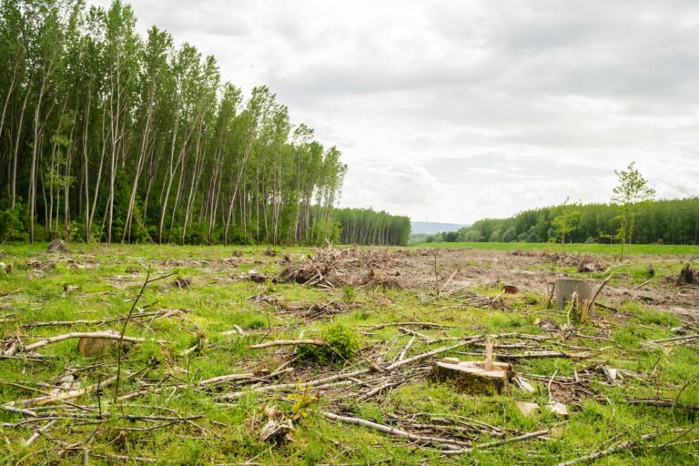 Assam Takes Action: Encroached Land in Goalpara Being Cleared Now!