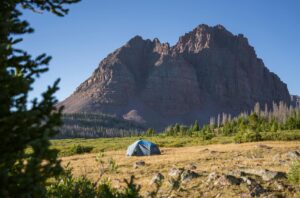 He Barely Had a Scratch! – Utah Worker’s Wild Bear Fight at Campsite