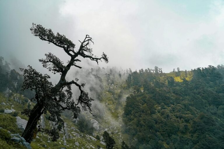 Heavy Rains in Himachal Till June 22 – Is Your Area Affected?