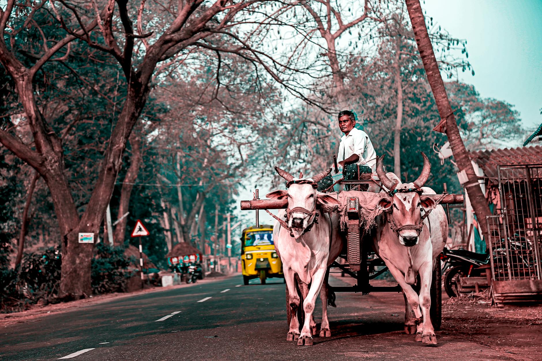 India Bonds Rebound as Bulls Return After 2-Day Drop