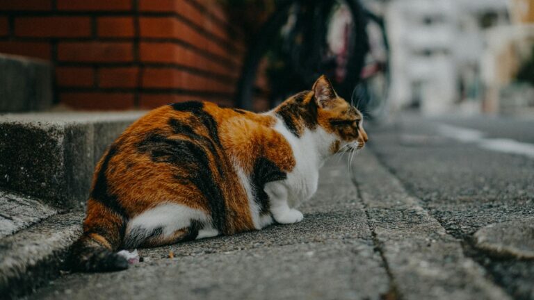 Japan’s Inflation Surge Puts BOJ in a Tight Spot – What’s Next?