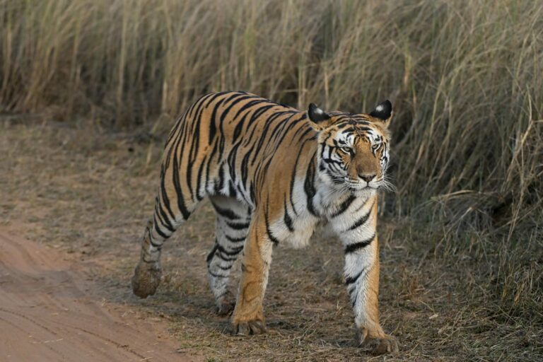 Meet Sariska’s ‘Rajmata’ – The Tigress Who Saved Rajasthan’s Tigers!