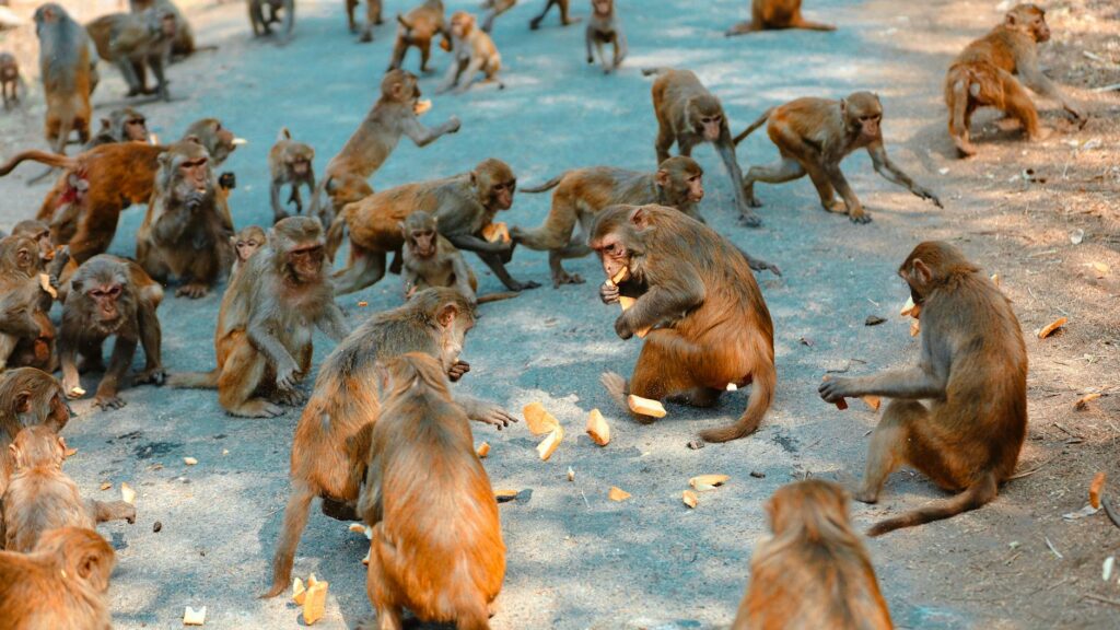 A large group of monkeys gathering and eating bread outdoors on a sunny day. - Mini Countryman E JCW Pack Launched in India at ₹62 Lakh