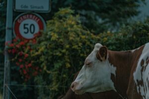 NY’s Cow Limit Proposal Sparks Farm Fury – Will It Backfire?