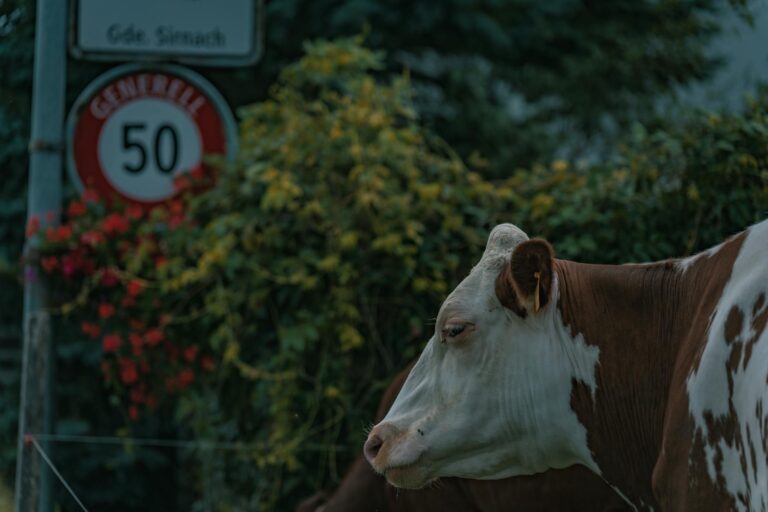 NY’s Cow Limit Proposal Sparks Farm Fury – Will It Backfire?