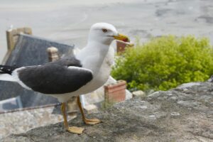 U.N. Ocean Conference Kicks Off in France on World Oceans Day