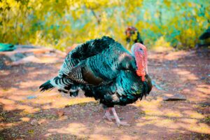 India Strikes Back at Turkey – Here’s the Game-Changing Move!