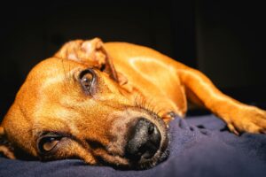 Nassau County Cracks Down: Jail Time for Animal Abusers – Could Your State Be Next?