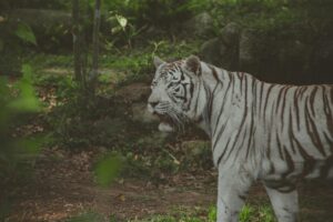 Sariska Tiger Reserve Plan Sparks Outrage – Gehlot Demands Immediate Action!