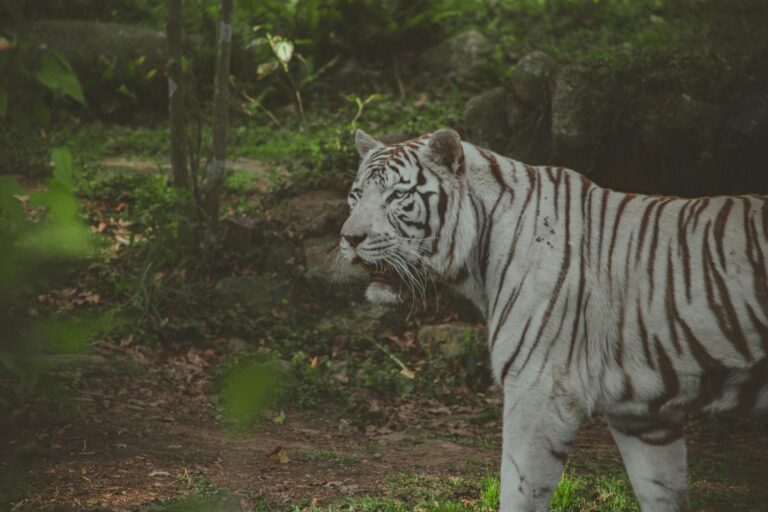 Sariska Tiger Reserve Plan Sparks Outrage – Gehlot Demands Immediate Action!
