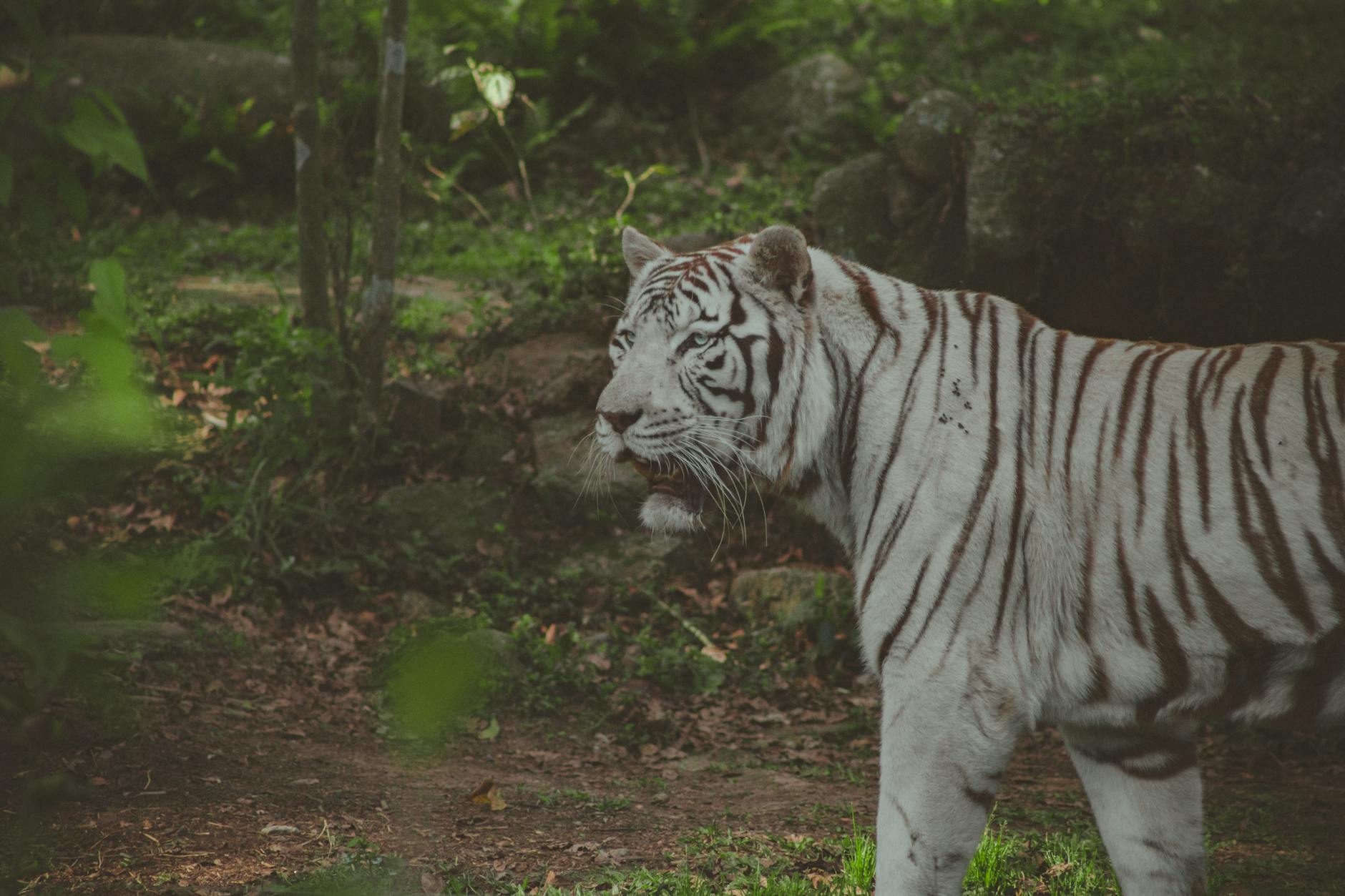 Sariska Tiger Reserve Plan Sparks Outrage Gehlot Demands I 20250701095532405801