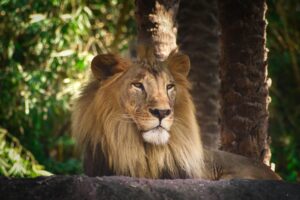 She Knew the Risks — Then a Lion Did the Unthinkable at the Zoo!