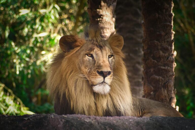 She Knew the Risks — Then a Lion Did the Unthinkable at the Zoo!