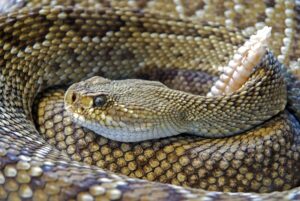 Snakes Bite Back BJP s Fiery Warning After Kapil Sharma C 20250711060216058977