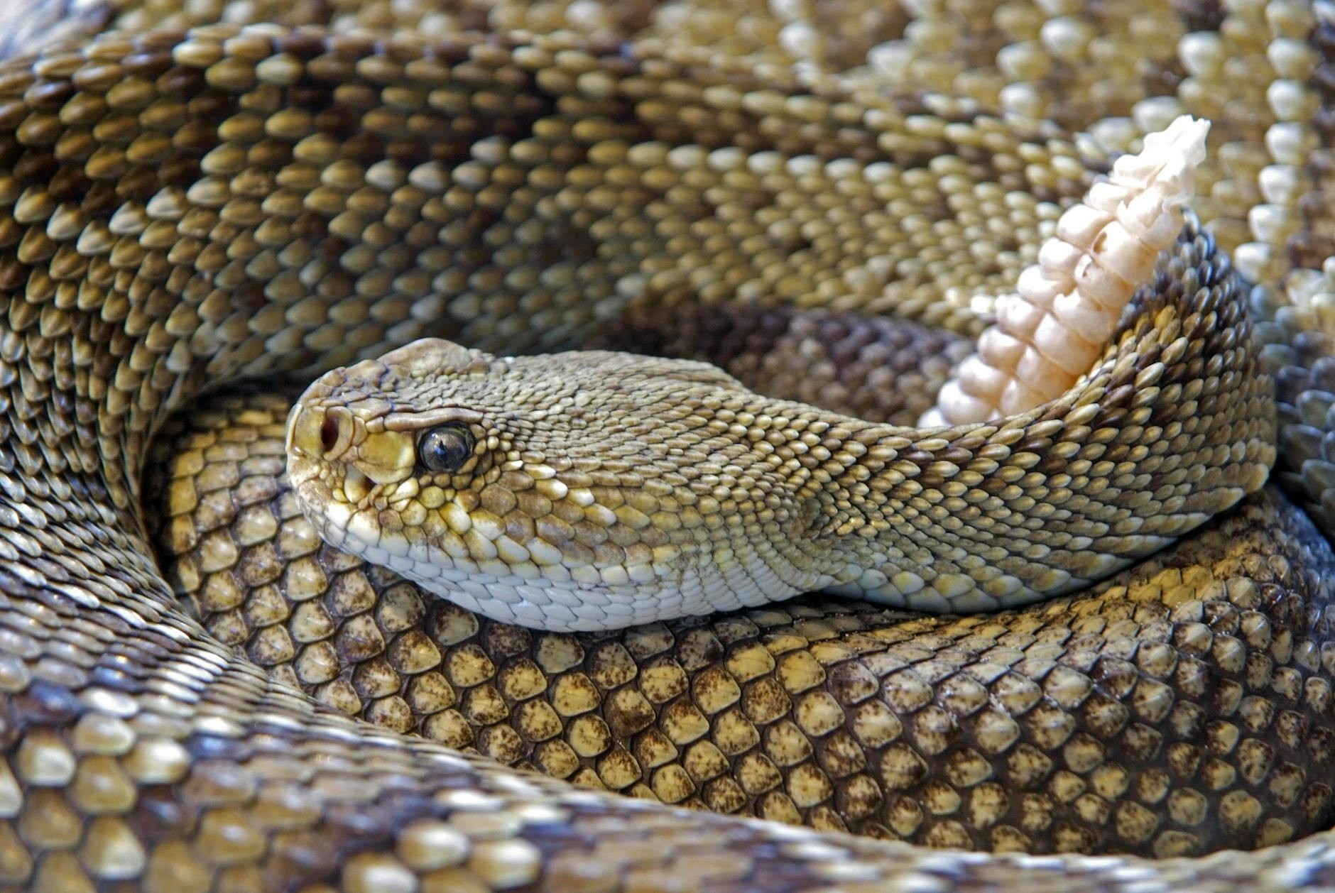Snakes Bite Back BJP s Fiery Warning After Kapil Sharma C 20250711060216058977