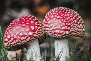 This 14-Year-Old Made Millions Growing Mushrooms – Here’s How!