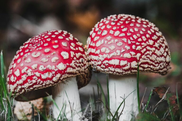 This 14-Year-Old Made Millions Growing Mushrooms – Here’s How!