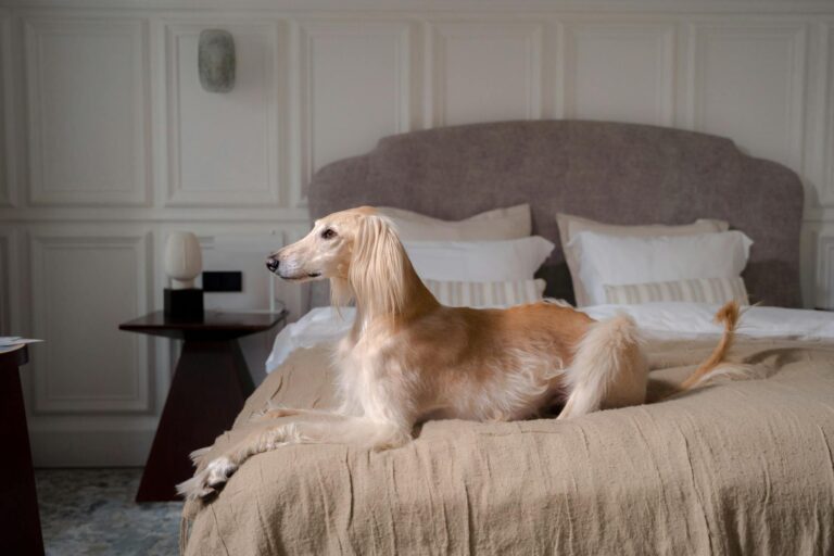 Your Pet Deserves Luxury – Get ₹3000 Beds for Just ₹350 Today!